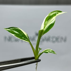 Philodendron Angel - Etsy Singapore