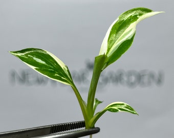 Spathiphyllum Sensation Variegated  Tissue Culture (1 item/bag)