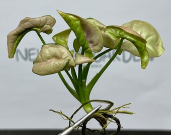 Syngonium Milk Confetti Variegated Tissue Culture (1 item/bag)