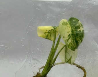Special 30% OFF for Contaminated Monstera White Monster  (1 item/bag) Tissue Culture