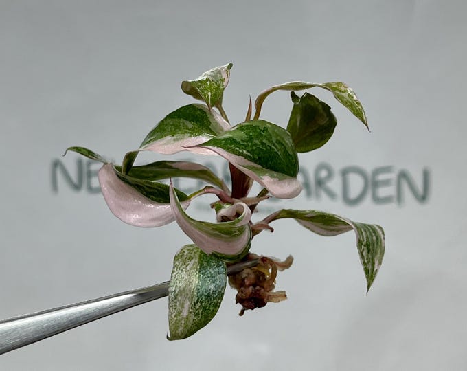 Philodendron Pink Princess Variegated Tissue Culture (5 items/bag)