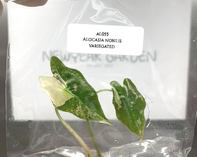Alocasia Nobilis Variegated (1 plant/bag) Tissue Culture