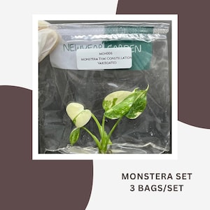 Set especial Monstera Thai Constellation Variegada (3 bolsas/set)