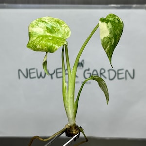 Puede incluir: Un esqueje de planta variegada con hojas jaspeadas en verde y blanco, un tallo verde claro y raíces marrones visibles. La planta se sitúa frente a un fondo blanco con el texto NEWYEAR GARDEN escrito en letras de color gris oscuro.