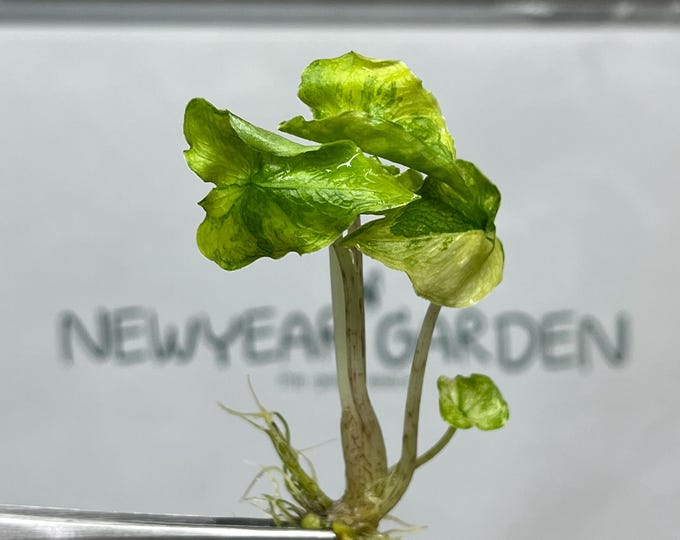 Alocasia Jacklyn Mystic Variegated Tissue Culture (1 item/bag)