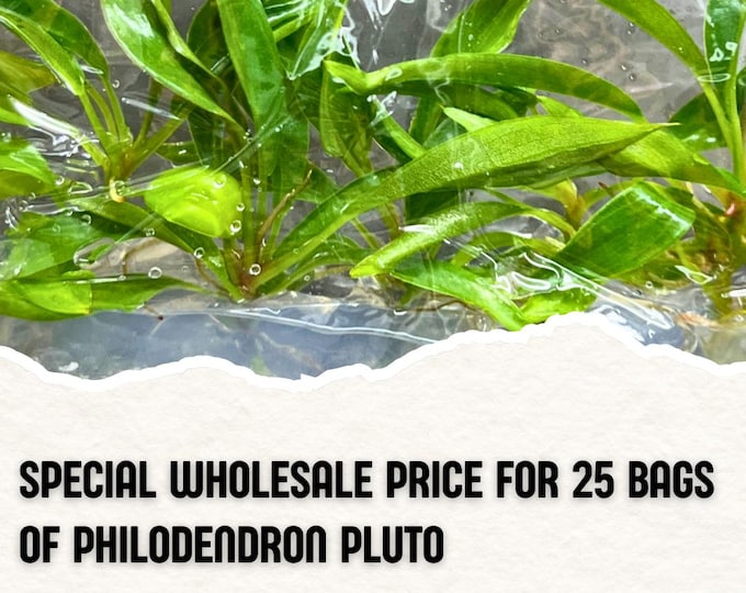 Wholesale 25 Philodendron Pluto Tissue Culture (Counted as 1 Item to Save Shipping Cost)