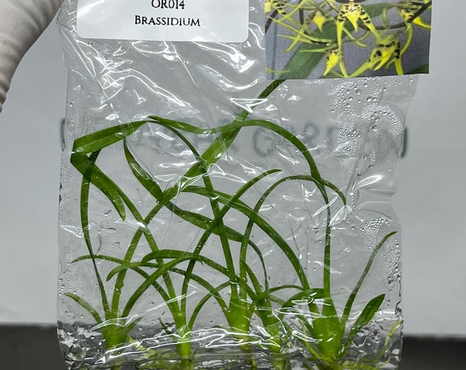 Brassidium Tissue Culture (5 items/bag)