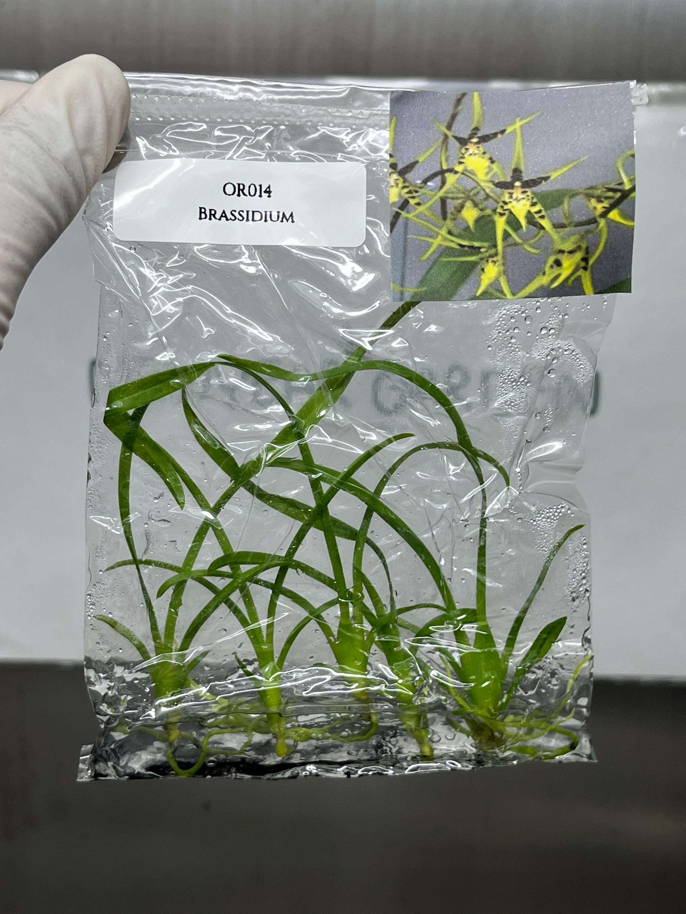 Newyeargarden - Etsy