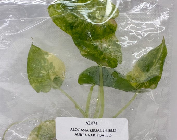 Alocasia Regal shield Aurea variegated (1 plantlet/bag) Tissue culture