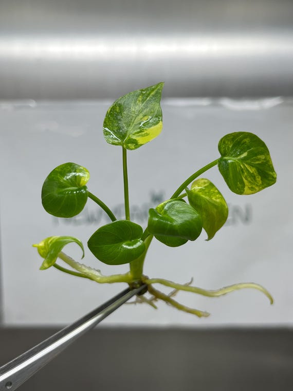Philodendron Xanadu Variegted Gewebekultur (1 Stck/Beutel)