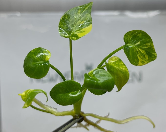 Philodendron Xanadu Variegted Tissue Culture (1 item/bag)