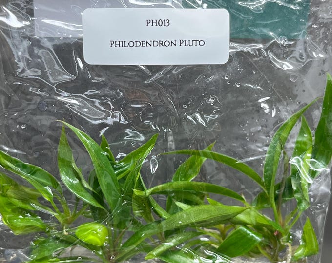 Philodendron Pluto Tissue Culture (5 items/bag)