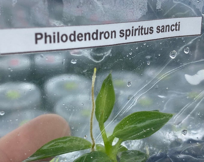 Philodendron spiritus sancti | 1 bag (1 plant per bag) Tissue Culture