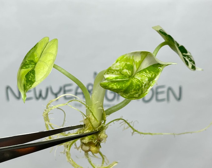 Alocasia Dragon Scale Albo Variegated Tissue Culture (1 item/bag)