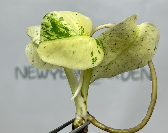 Monstera White Monster Tissue Culture (1 item/bag)