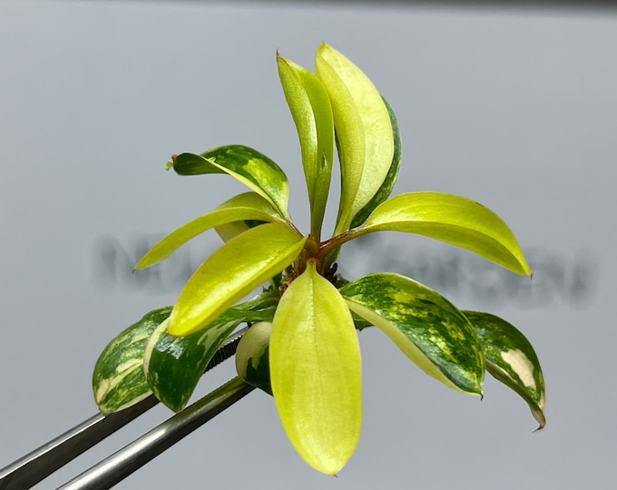 Philodendron Red Congo Variegated Tissue Culture (1 item/bag)