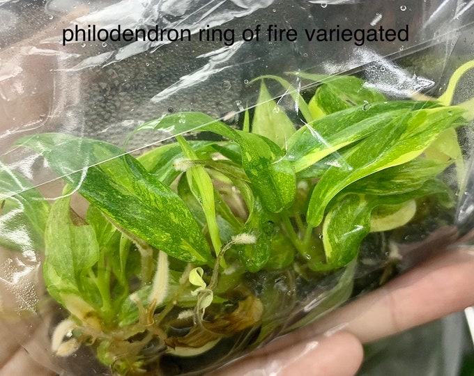 Philodendron ring of five Variegated | 1 bag (5 plants per bag) Tissue Culture