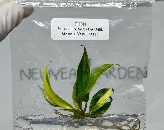 Philodendron Caramel Marble Variegated Tissue Culture (1 item/bag)