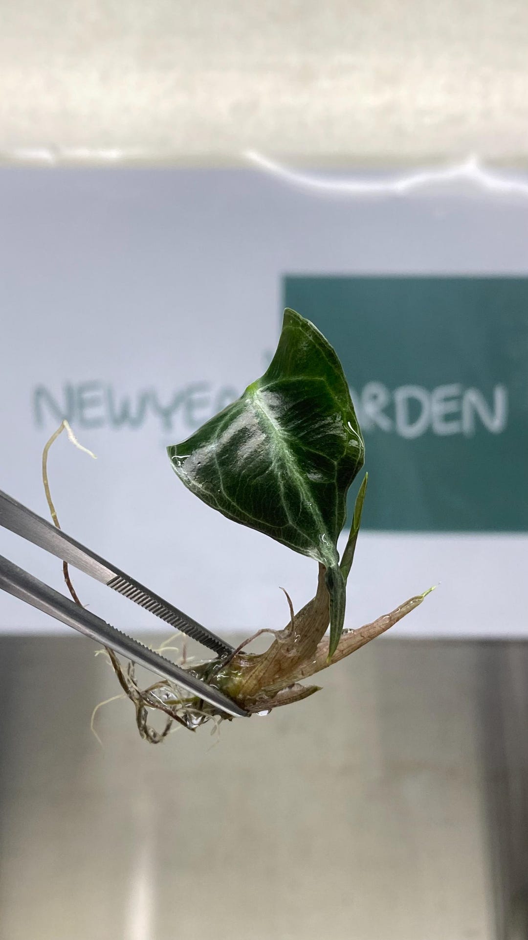 Alocasia Venom Tissue Culture (1 Item/bag) - Etsy