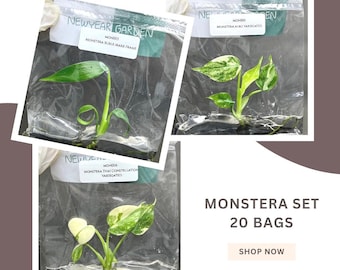 Special Set of 20 Bags of Monstera Tissue Culture