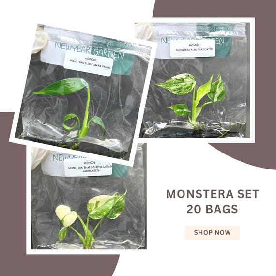 Special Set of 20 Bags of Monstera Tissue Culture - Etsy Israel