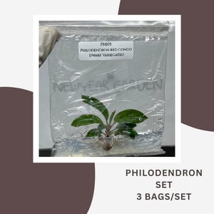 Spezialset Philodendron Red Congo Zwergvariegiert (3 Beutel/Set)