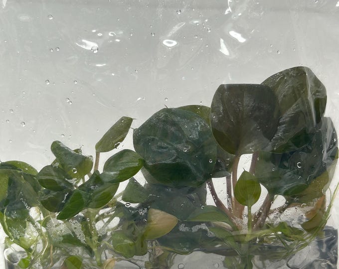 Homalomena Ardua Tissue Culture (5 items/bag)