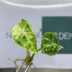 Alocasia watsoniana pink variegated - Etsy 日本