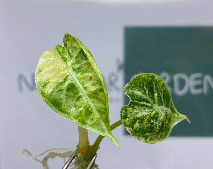 Alocasia Watsoniana Pink Variegated Tissue Culture (1 item/bag)