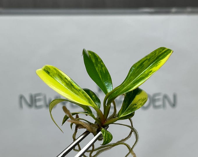 Philodendron Caramel Marble Variegated Tissue Culture (1 item/bag)