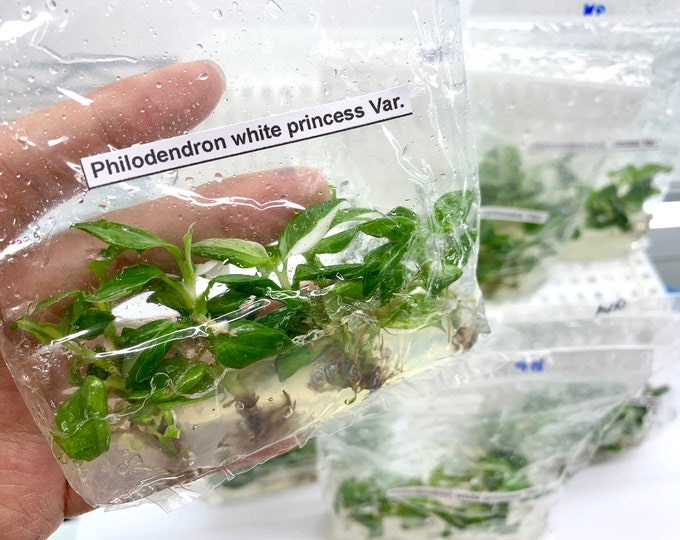 Philodendron White  princess Var.| 1 bag (5 plants per bag) Tissue Culture