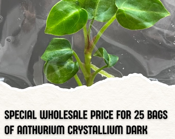 Wholesale 25 Anthurium Crystallium Dark Tissue Culture (Counted as 1 Item to Save Shipping Cost)