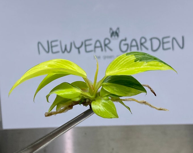 Philodendron Jungle Fever Variegated Tissue Culture (1 item/bag)