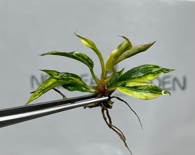 Philodendron Caramel Marble Variegated (Fire Tiger) Tissue Culture (1 item/bag)