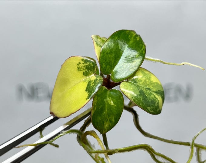 Philodendron Billietiae x Florida Beauty Variegated Tissue Culture (1 item/bag)