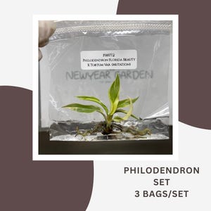 Könnte beinhalten: Eine kleine Philodendron Florida Beauty x Tortum Var. Mutationspflanze mit grün-gelb panaschierten Blättern und sichtbaren Wurzeln, versiegelt in einem durchsichtigen Plastikbeutel. Ein weißes Etikett auf dem Beutel trägt die Aufschrift PH077.2 PHILODENDRON FLORIDA BEAUTY X TORTUM VAR. (MUTATION).