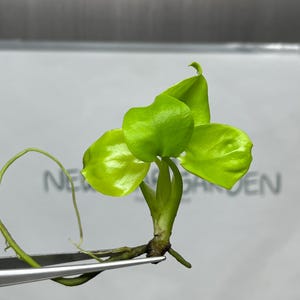 以下が含まれることがあります： 4つの丸い葉を持つ、鮮やかな緑色の小さな水生植物のクローズアップ。植物はピンセットで保持されており、その根系が明らかになっています。背景は、ぼやけた薄い灰色の表面で、「NEW HAVEN」の文字があります。