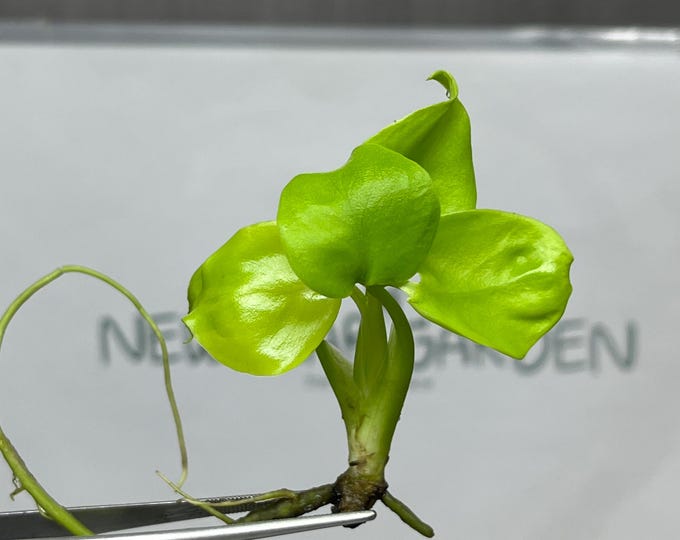 Monstera Deliciosa Lemon Lime Tissue Culture (1 item/bag)