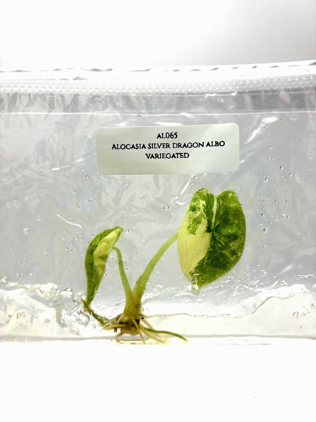 アロカシア シルバードラゴン アルボ 斑入り（1株/袋）組織培養 - Etsy