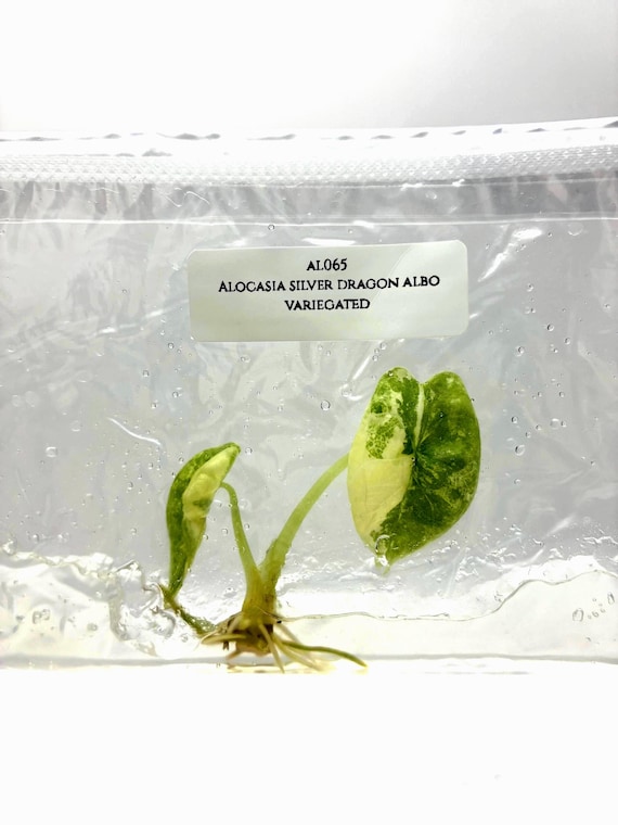 格安 アロカシア シルバードラゴン 斑入り アルボ アロカシア シルバードラゴン 斑入り アルボb アロカシア シルバー