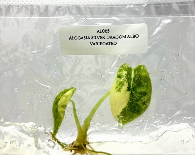 Alocasia Silver Dragon Albo Variegated (1 plantlet/bag) Tissue culture