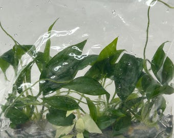 Homalomena CF. Aromatica (Spreng.) Schott Tissue Culture (5 items/bag)