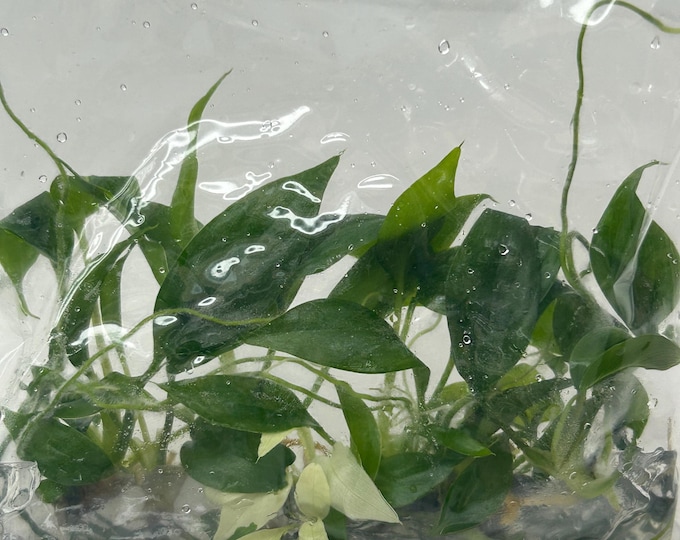 Homalomena CF. Aromatica (Spreng.) Schott Tissue Culture (5 items/bag)