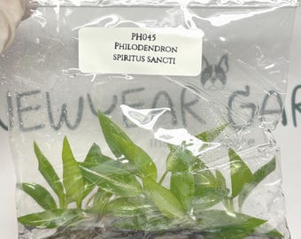 Philodendron Spiritus Sancti (5 items/bag) Tissue Culture