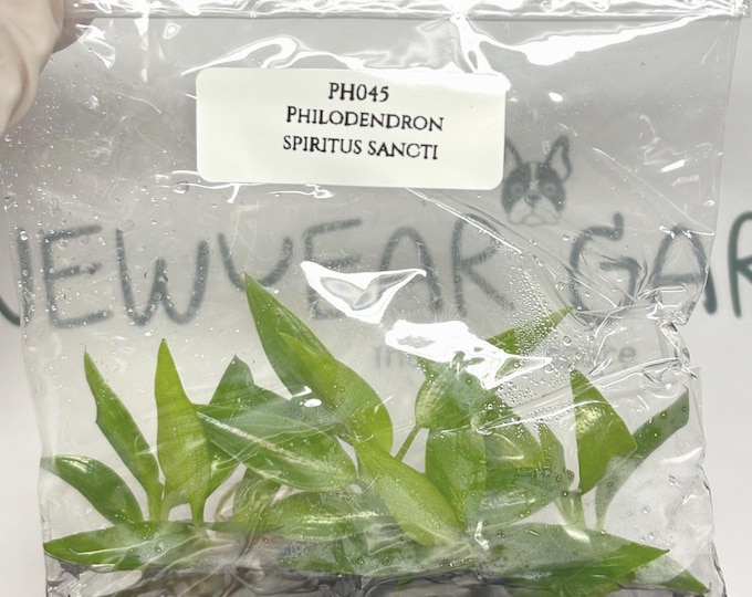 Philodendron Spiritus Sancti (5 plants/bag) Tissue Culture