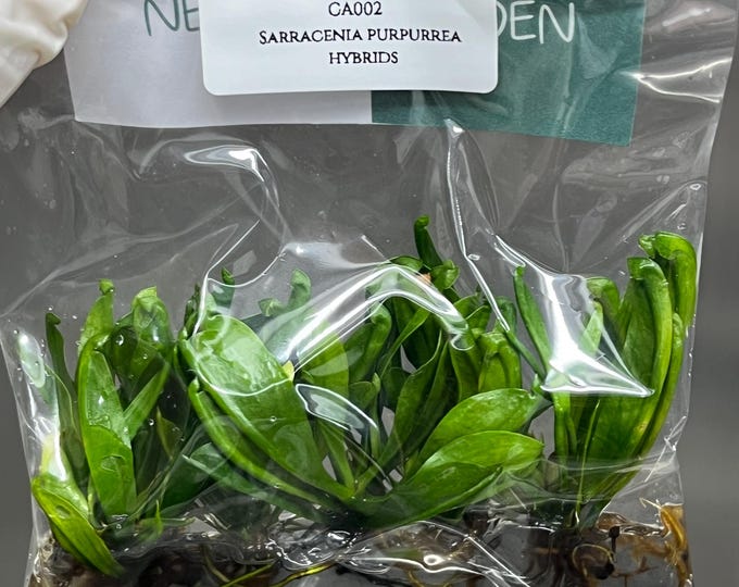Sarracenia Purpurrea Hybrids Tissue Culture (1 item/bag)