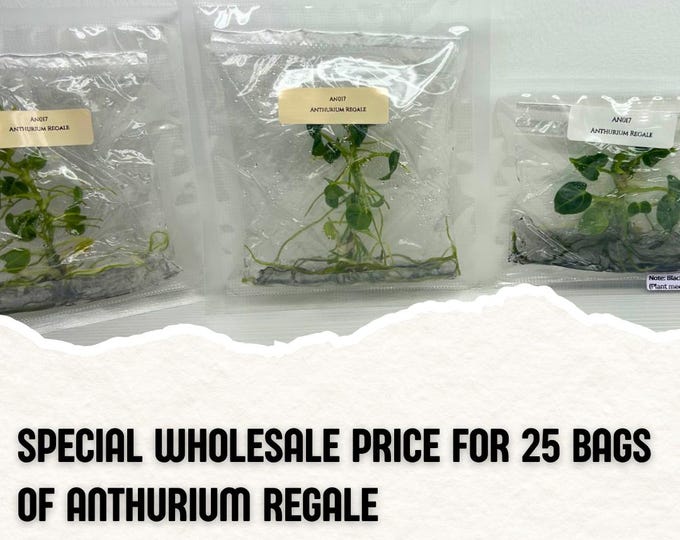 Wholesale 25 Anthurium Regale Tissue Culture (Counted as 1 Item to Save Shipping Cost)