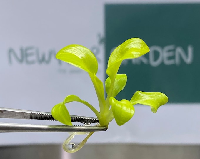 Philodendron Bipinnatifidum Gold Tissue Culture (5 items/bag)