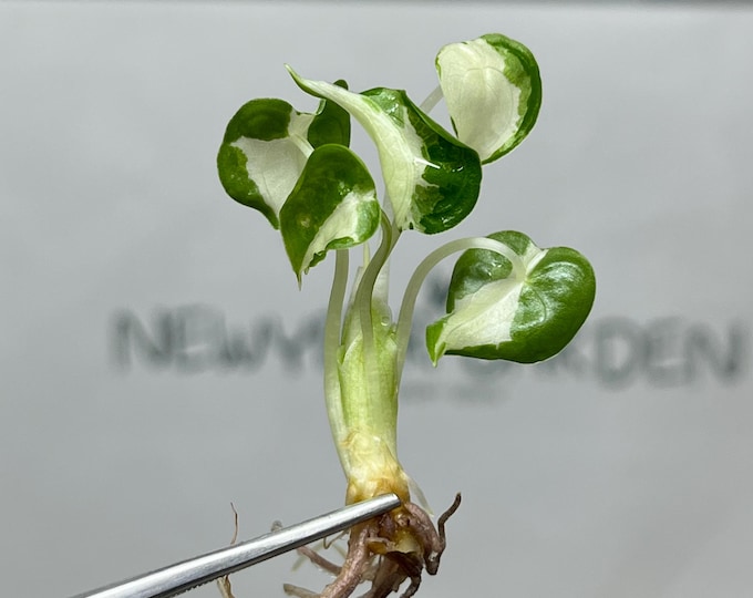 Alocasia Cucullata Albo Variegated Tissue Culture (5 items/bag)