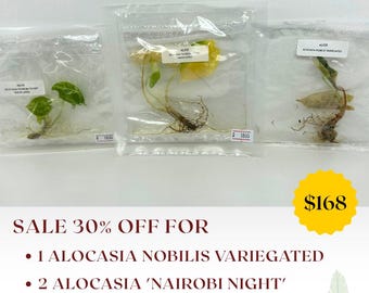 Special 30% OFF for 3 Alocasia Tissue Culture